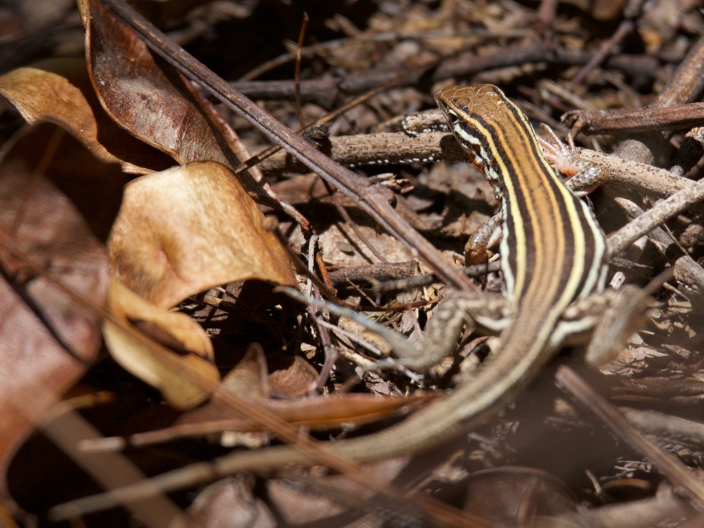 Orange-throated Race-runner