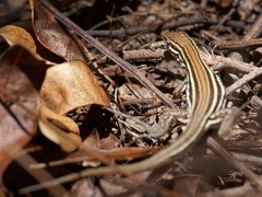 Orange-Throated Whiptail photo 3