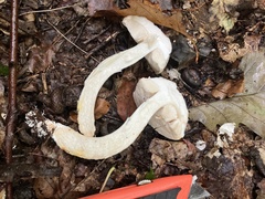 Leccinellum albellum