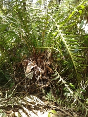 Neoblechnum brasiliense