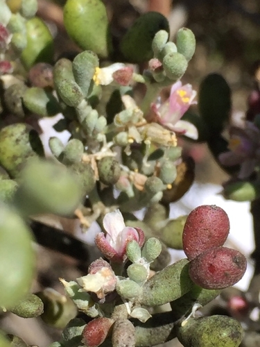 Tetraena fontanesii image