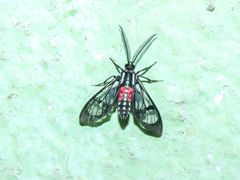 Poecilosoma eone