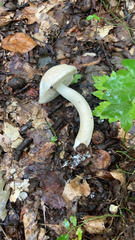 Leccinellum albellum