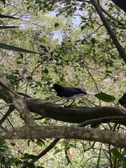 Cyanocorax cristatellus