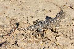 Phrynocephalus helioscopus