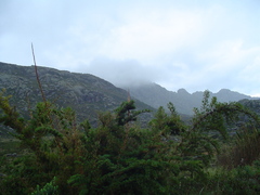 Chusquea microphylla