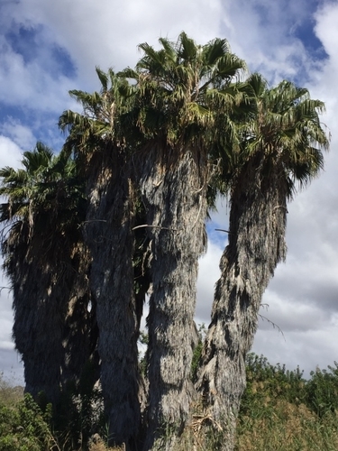 Washingtonia image