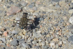 Cicindela oregona
