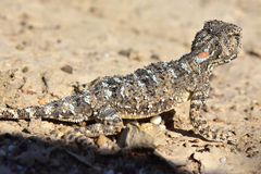 Phrynocephalus helioscopus