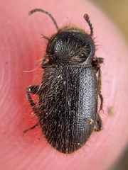 Eleodes littoralis