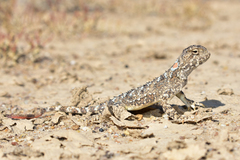 Phrynocephalus helioscopus