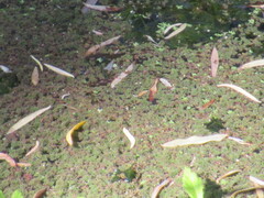 Azolla