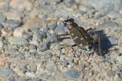 Cicindela oregona