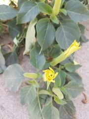 Datura innoxia