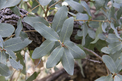 Quercus oblongifolia