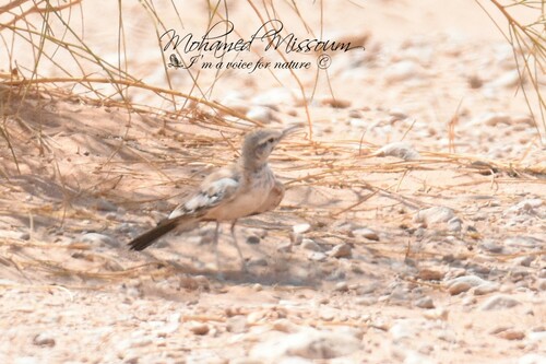 Greater Hoopoe-Lark