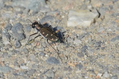 Cicindela oregona