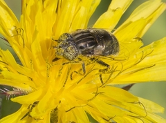 Eristalinus aeneus