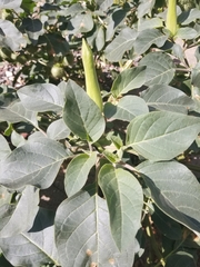 Datura innoxia