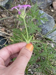 Glandularia gooddingii