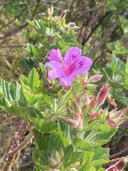 Pelargonium cucullatum
