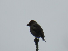 Coccothraustes coccothraustes