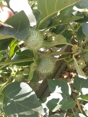 Datura innoxia