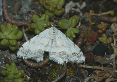 Scopula decorata