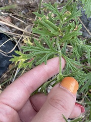 Glandularia gooddingii