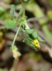 Medicago rigidula