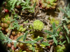 Medicago rigidula