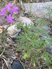 Glandularia gooddingii