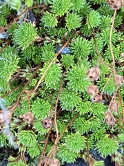 Petrosedum forsterianum