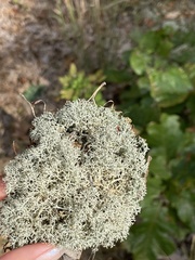 Cladonia subtenuis