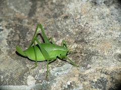 Isophya pyrenaea