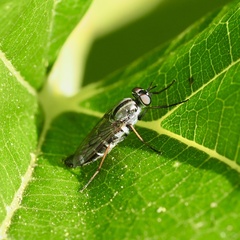 Ozodiceromyia