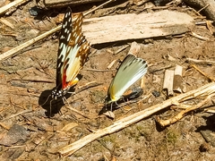 Graphium angolanus baronis