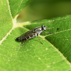 Ozodiceromyia