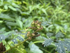 Mimosa diplotricha