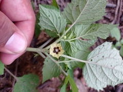 Physalis cordata