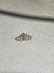 Eupithecia monticolans