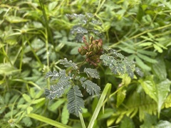 Mimosa diplotricha