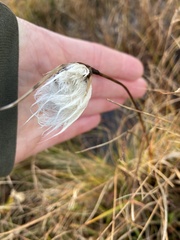 Eriophorum scheuchzeri