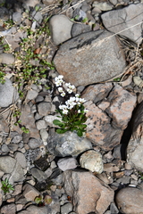 Cardamine bellidifolia
