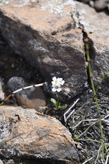 Cardamine bellidifolia