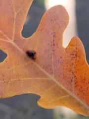 Aceria querci