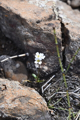 Cardamine bellidifolia