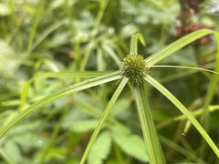 Cyperus brevifolius