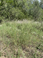Eragrostis intermedia
