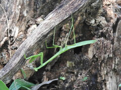 Phasmomantis sumichrasti